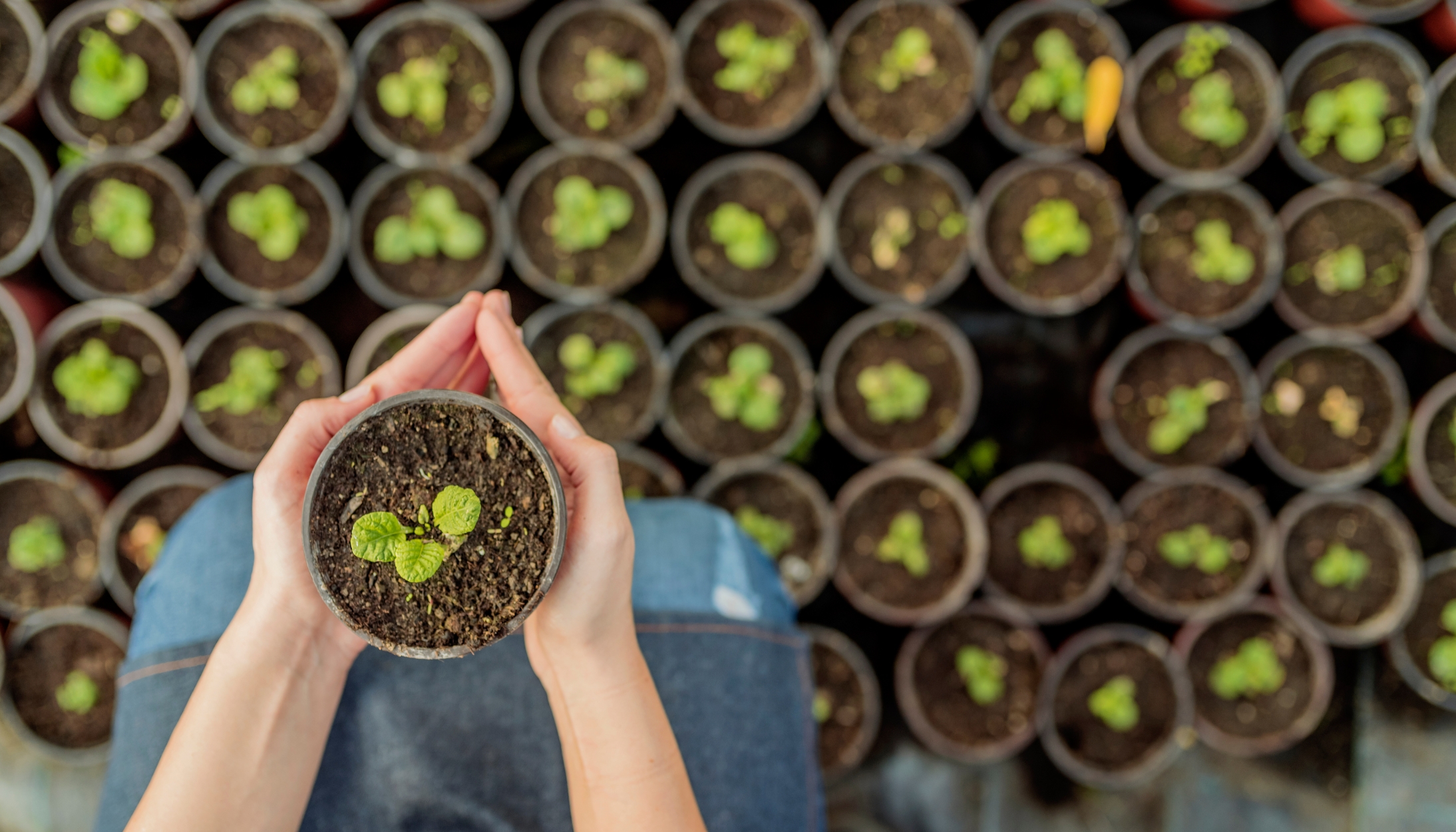 Diploma in Horticulture Assistant